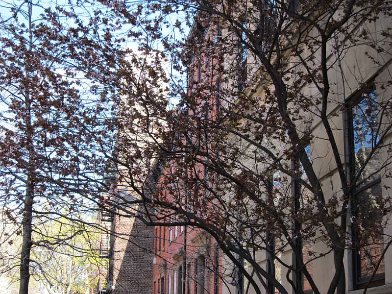 Brooklyn Heights Spring 2011 - 17-04-2011 12-43-47.jpg