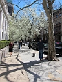 Brooklyn Heights Spring 2011 - 17-04-2011 12-35-59