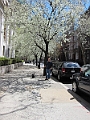 Brooklyn Heights Spring 2011 - 17-04-2011 12-36-15