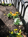 Brooklyn Heights Spring 2011 - 17-04-2011 12-40-27