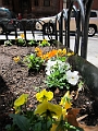 Brooklyn Heights Spring 2011 - 17-04-2011 12-40-32