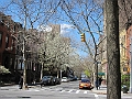 Brooklyn Heights Spring 2011 - 17-04-2011 12-42-51