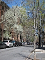 Brooklyn Heights Spring 2011 - 17-04-2011 12-44-59