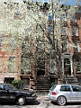 Brooklyn Heights Spring 2011 - 17-04-2011 12-46-28