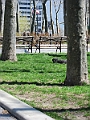 Brooklyn Heights Spring 2011 - 17-04-2011 13-12-05