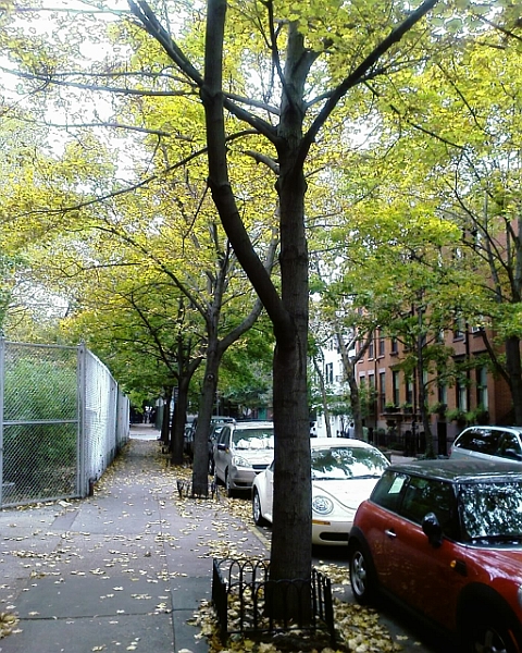 2009 - Autumn in Brooklyn heights.jpg