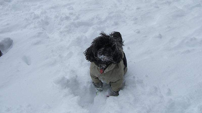 Lou Lou really does love the snow.jpg