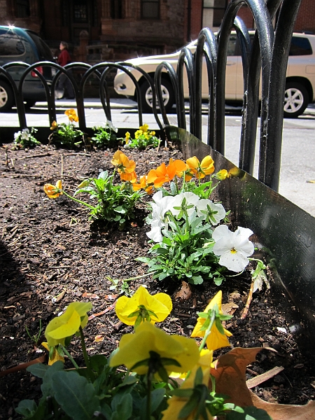 Brooklyn Heights Spring 2011 - 17-04-2011 12-40-32.jpg