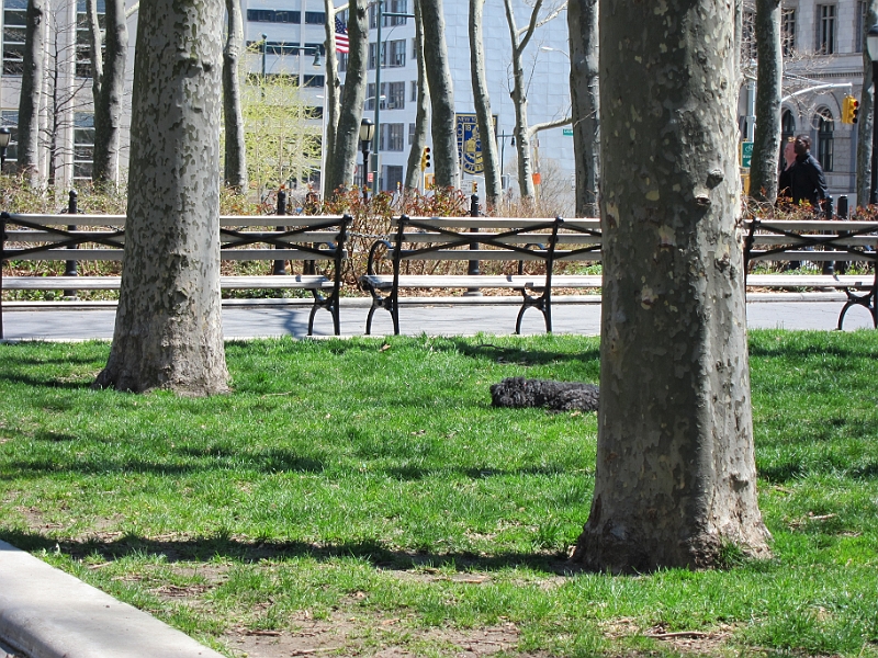 Brooklyn Heights Spring 2011 - 17-04-2011 13-12-11.jpg