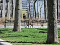 Brooklyn Heights Spring 2011 - 17-04-2011 13-12-15